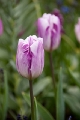 Close ups